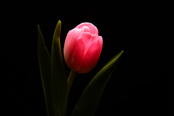 Różowy tulipan na czarnym tle. Idealne na bukiet oraz na miłosne życzenia i urodziny. Kwiat, życzliwość, przyjaźń. Wszystkie słowa zawarte w jednym kwiatku. Prezent dla kobiety, mężczyzna dla rodziców - obrazy, fototapety, plakaty