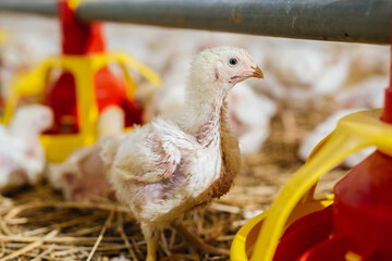 poultry feeding in chicken farm