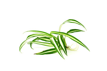 chlorophytum isolated on white background. green indoor sprout
