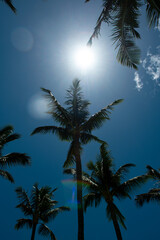 Obraz premium Coconut palm trees, beautiful tropical texture with sun light on sky abstract background. Palms wallpaper.