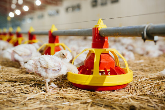 poultry feeding in chicken farm