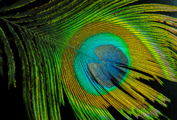 Colorful and Artistic closeup of Peacock Feather. Abstract macro peafowl feather, multicolored exotic bird