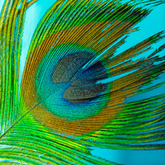 Obraz premium Colorful and Artistic closeup of Peacock Feather. Abstract macro peafowl feather, multicolored exotic bird