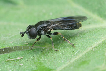 Detailed closeup on a dark and small hoverfly, Pipizella , sitting on a green leaf in the garden