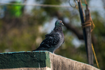 Selective focusing on a pigeon sitting on terrace.