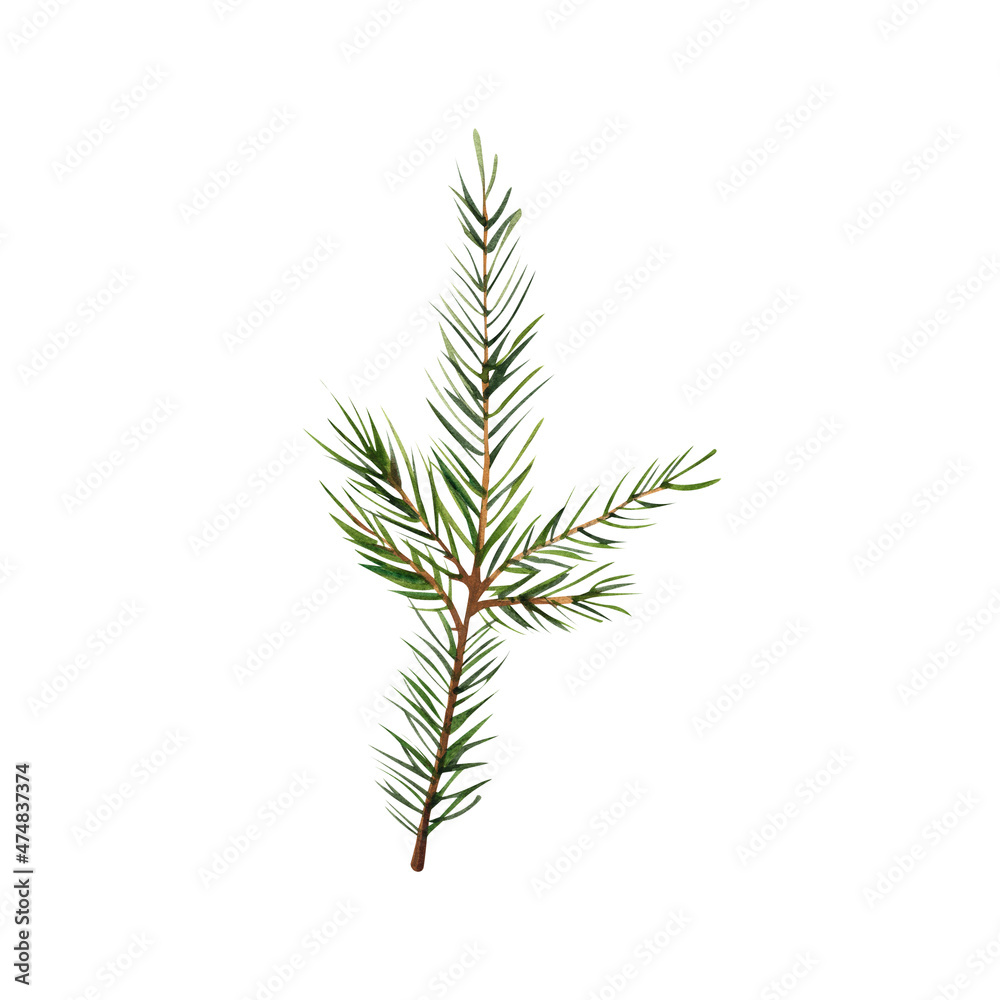 Sticker Spruce twig. Watercolor illustration on isolated white background.