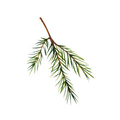 Spruce twig. Watercolor illustration on isolated white background.