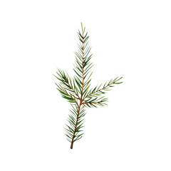 Spruce twig. Watercolor illustration on isolated white background.