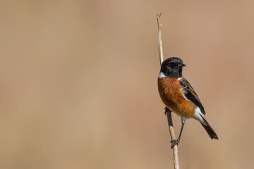 African stonechat (Saxicola torquatus) male sitting on a tree branch in South Africa  with copy space and blurred background