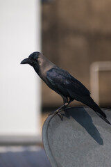 black crow sitting on Dish tv on terrace Selective Focus