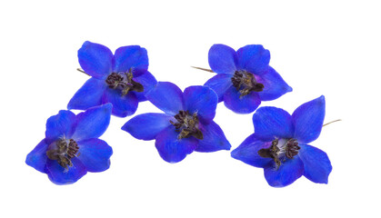 Naklejka na ściany i meble blue delphinium flower isolated