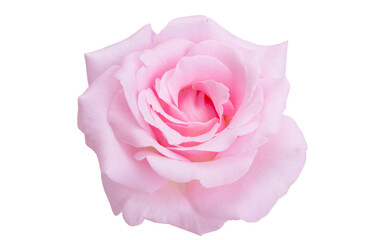 pink rose isolated