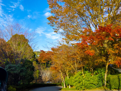 Autumn Leaves On A Sunny Day (Narukawa Art Museum, Hakone, Kanagawa, Japan)