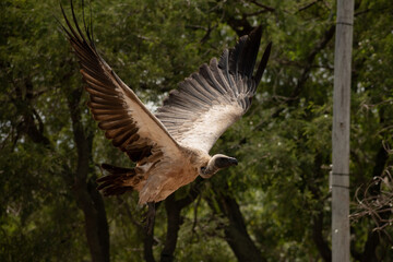 Vulture flying