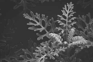 Silvery Grey Foliage of Dusty Miller Plant in Dark Tone Color