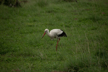 stork in the grass