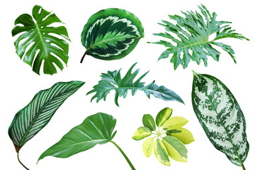 Set of Tropical Leaves Isolated on White Background with Clippin