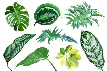 Fototapete Tropische Blätter Set of Tropical Leaves Isolated on White Background with Clippin