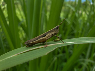 grasshopper on a leaf