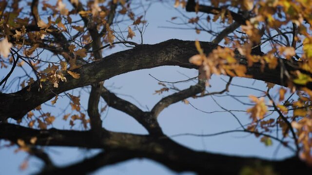 A close-up view of the slender oak tree branches. Bright leaves rustle in the wind and fall from the tree.