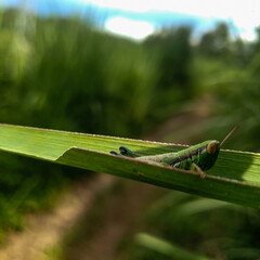 grasshopper on a leaf background beautiful nature concept tropical leaf