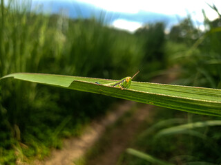 grasshopper on the grass background beautiful nature toning spring nature design.