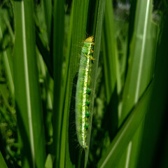 caterpillar on a leaf