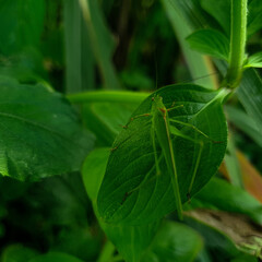 Green grasshopper on the leaf