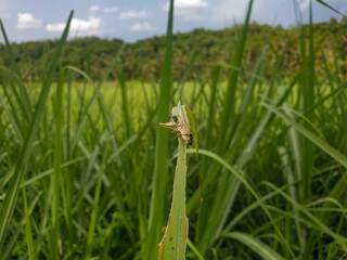 Bug on the grass