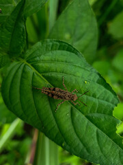 Bug on a leaf