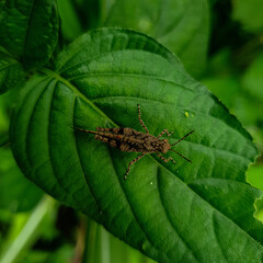 Grasshopper on a leaf