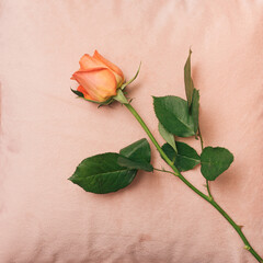 Romantic and fairy tale inspired concept. Intimate fresh rose rest on gentle cover. Passionate flat lay light apricot background