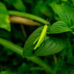 grasshopper on a green background