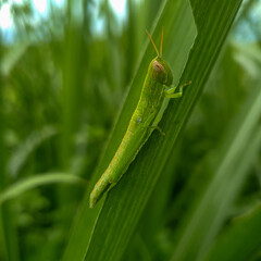 Close up of grasshopper on a leaf