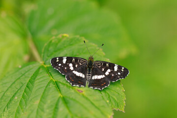 Black butterfly