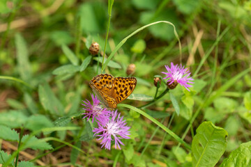 Leopard butterfly