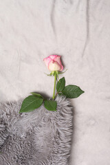 Romantic and cozy inspired concept. Beautiful fresh rose rest under gray faux fur extra soft cover. Flat lay luxury texture background with creative copy space