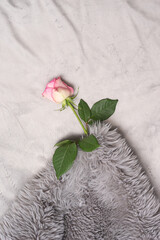 Homey and snug inspired concept. Lovely fresh rose rest under gray faux fur extra soft cover. Flat lay luxury and unique texture background with creative copy space