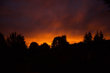 sunset in the forest