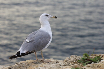 Seagull close-up