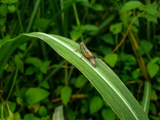 Grasshopper on a leaf