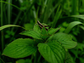 Grasshopper on the green leaves