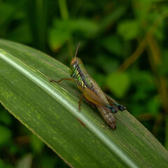 Close up of grasshopper on a leaf