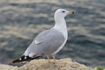 Sea gull  is on a rock