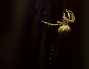 spider on a web,  black background
