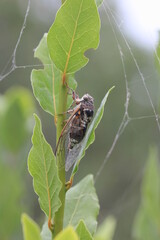 Cicada on a branch close-up ,  the second option