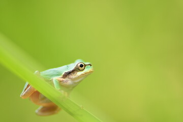 Green tree frog on grass with green background.