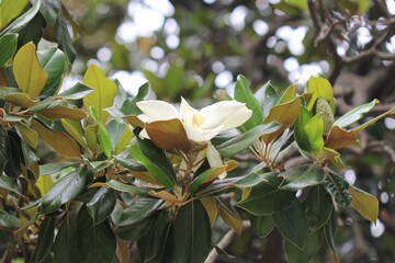 Blooming magnolia close up