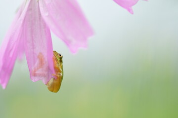 Green tree frog clinging to flower petals.