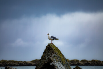 seagull on a rock